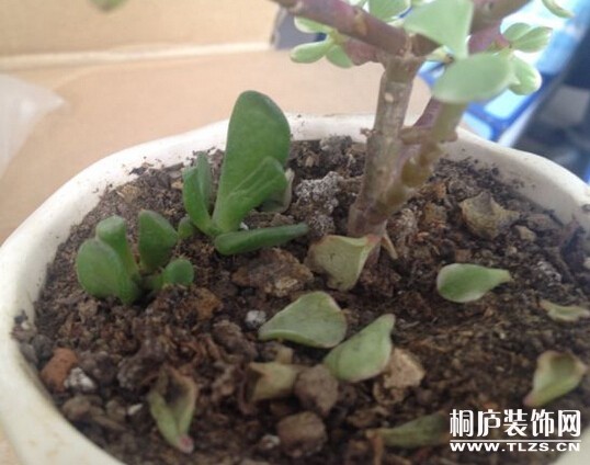 多肉植物